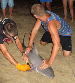 The most important job of the day: releasing the shark